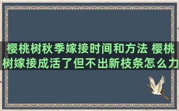 樱桃树秋季嫁接时间和方法 樱桃树嫁接成活了但不出新枝条怎么力